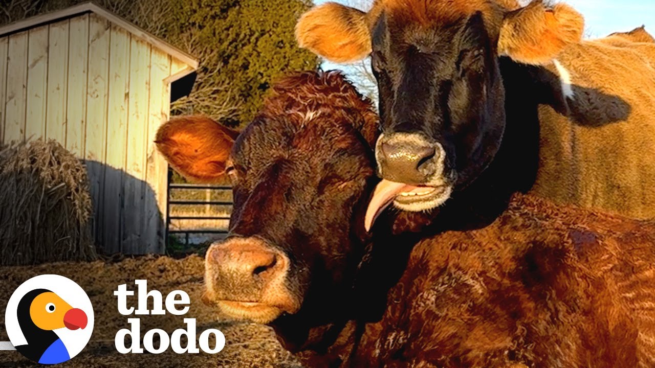 20 Year Old Rescue Cow Finds Her Soulmate | The Dodo