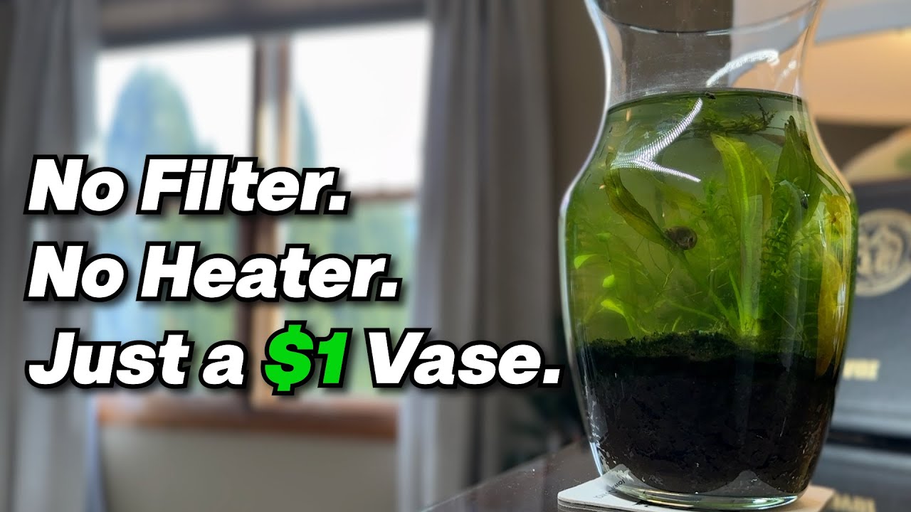Making a low stress aquarium in a $1 Vase (120 day story)