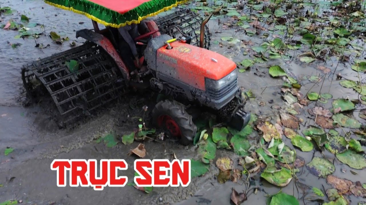 Máy cày kubota trục đám rừng sen 