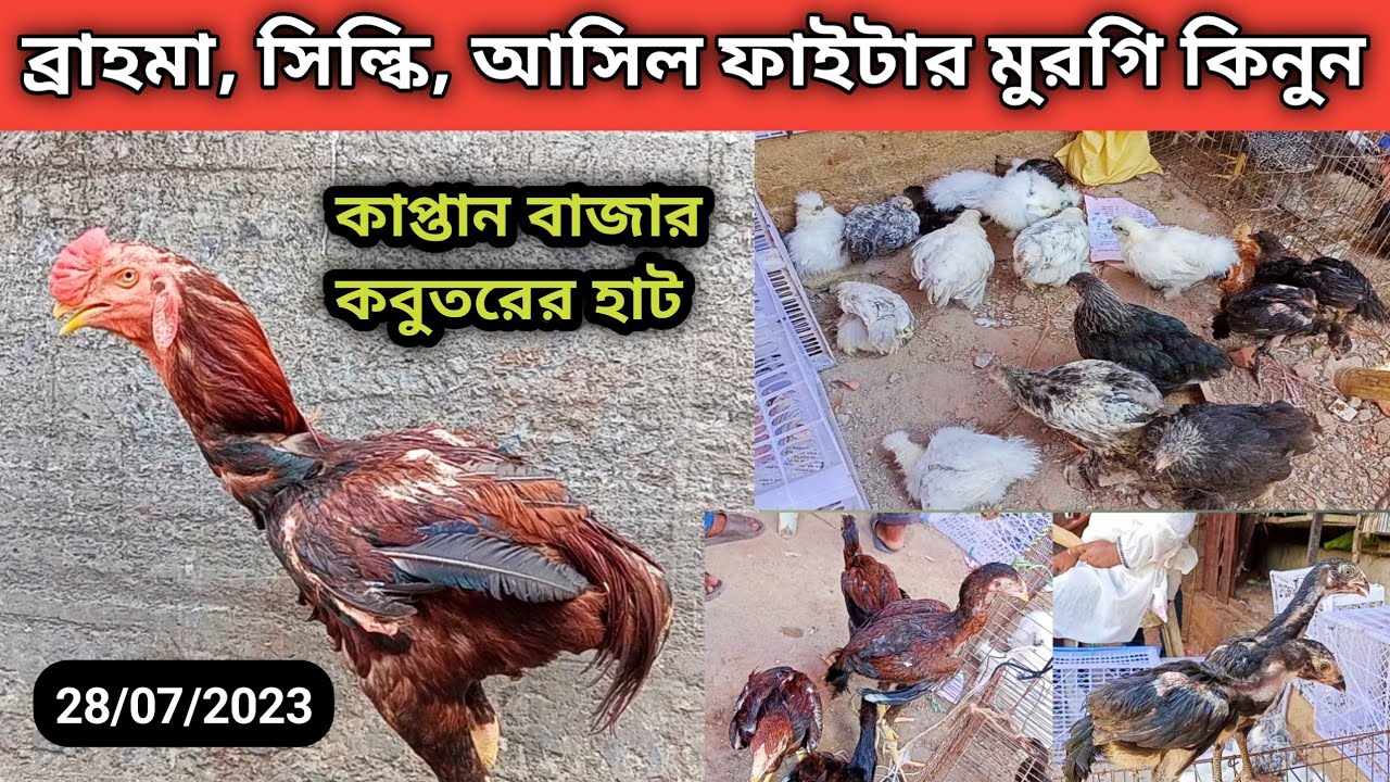 @ 28/07/23..ব্রাহমা,সিল্কি, আসিল ফাইটার মুরগি কিনুন। কাপ্তান বাজার কবুতরের হাট। pigeon price in bd