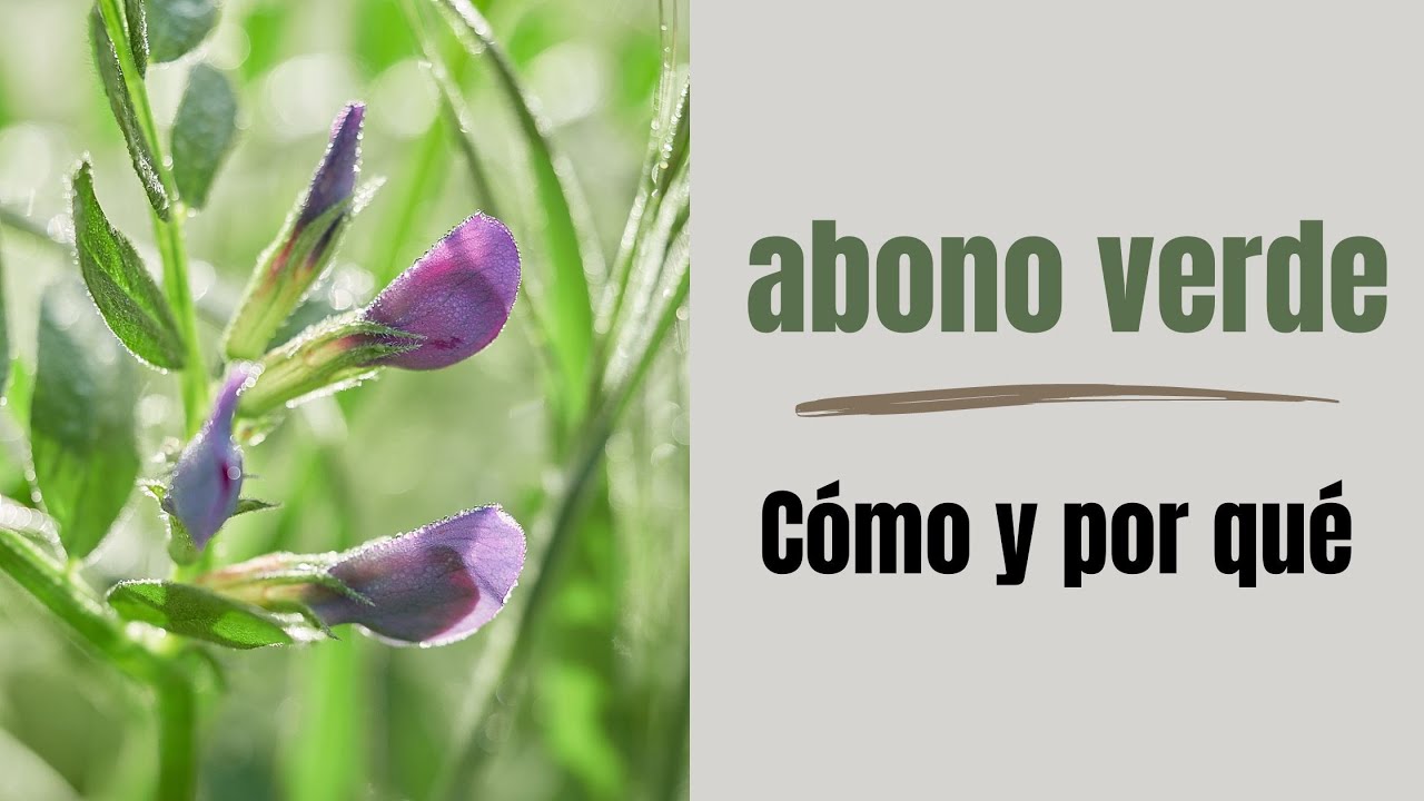 Cómo y porqué usar abono verde en tu huerto ecológico