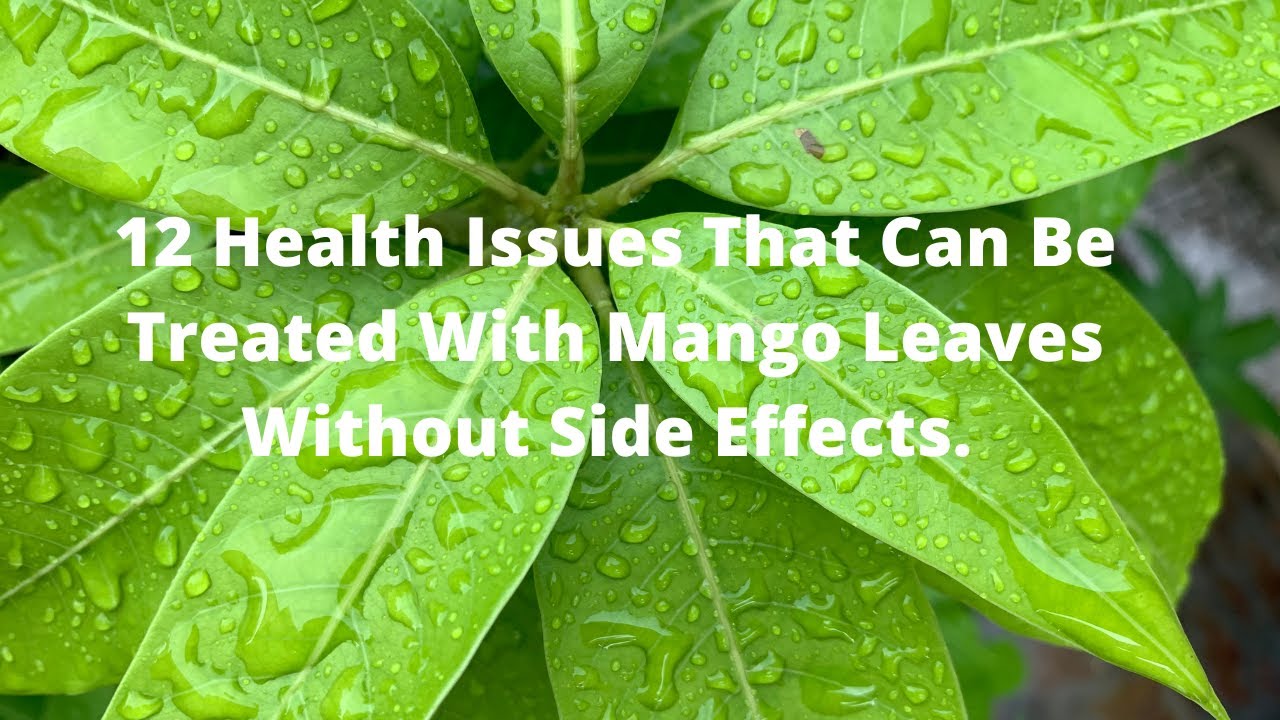 12 Health Issues That Can Be Treated With Mango Leaves Without Side Effects.