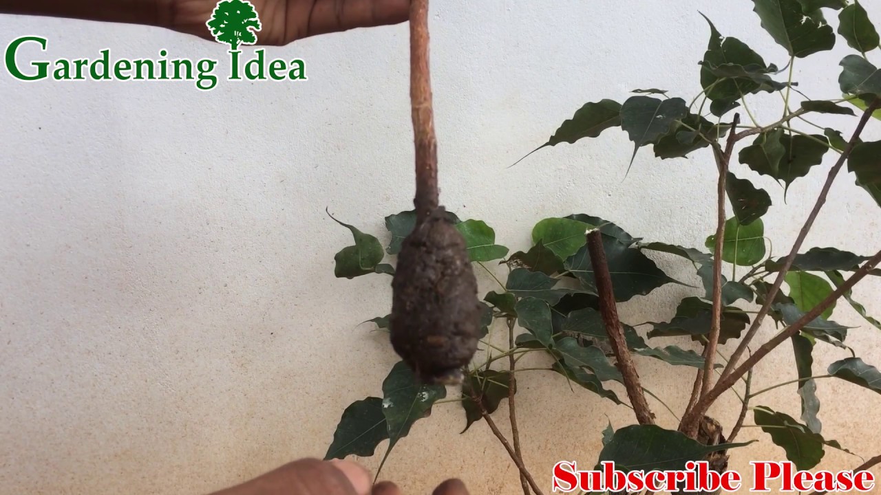 Air layering Ficus religiosa Tree the New Method | Peepal Tree