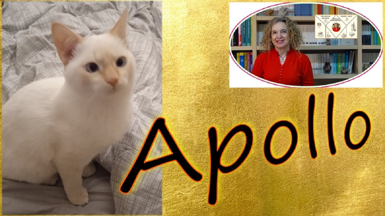 Ho adottato un GATTINO: Apollo