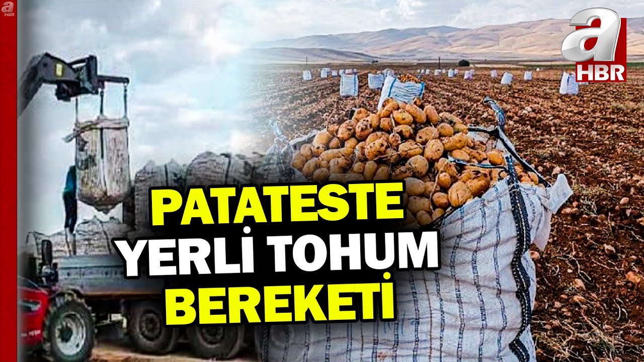 Patates tarlalarında yerli tohum bereketi! Malatya'da kayısıya alternatif oldu | A Haber
