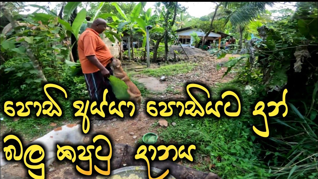 18 April 2025 පොඩි අය්ය පොඩියට දුන් බලු කපුටු දානය  @KKumarasiriRajapaksha
