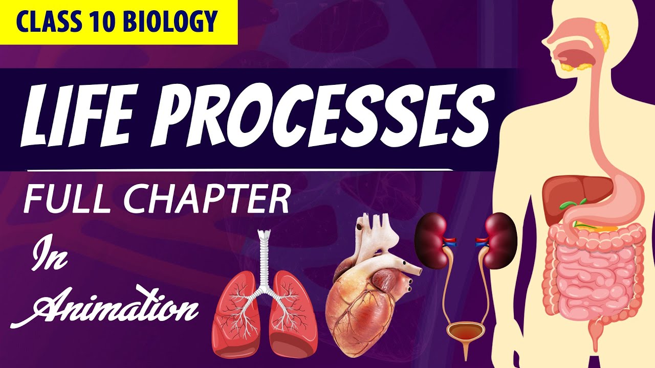 life processes class 10 science biology (Animated video) | 10th CBSE | ncert #science | Chapter 6