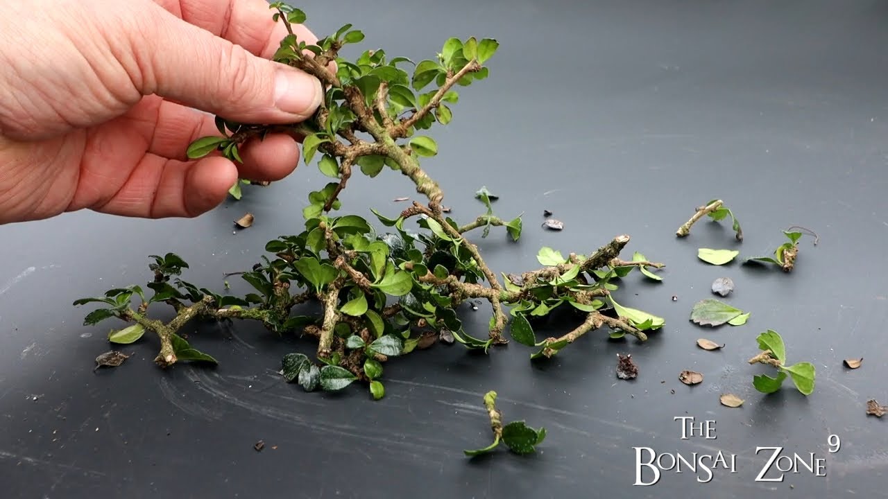 Мой бонсай из Фуцзяньского чая, The Bonsai Zone, январь 2022 г.