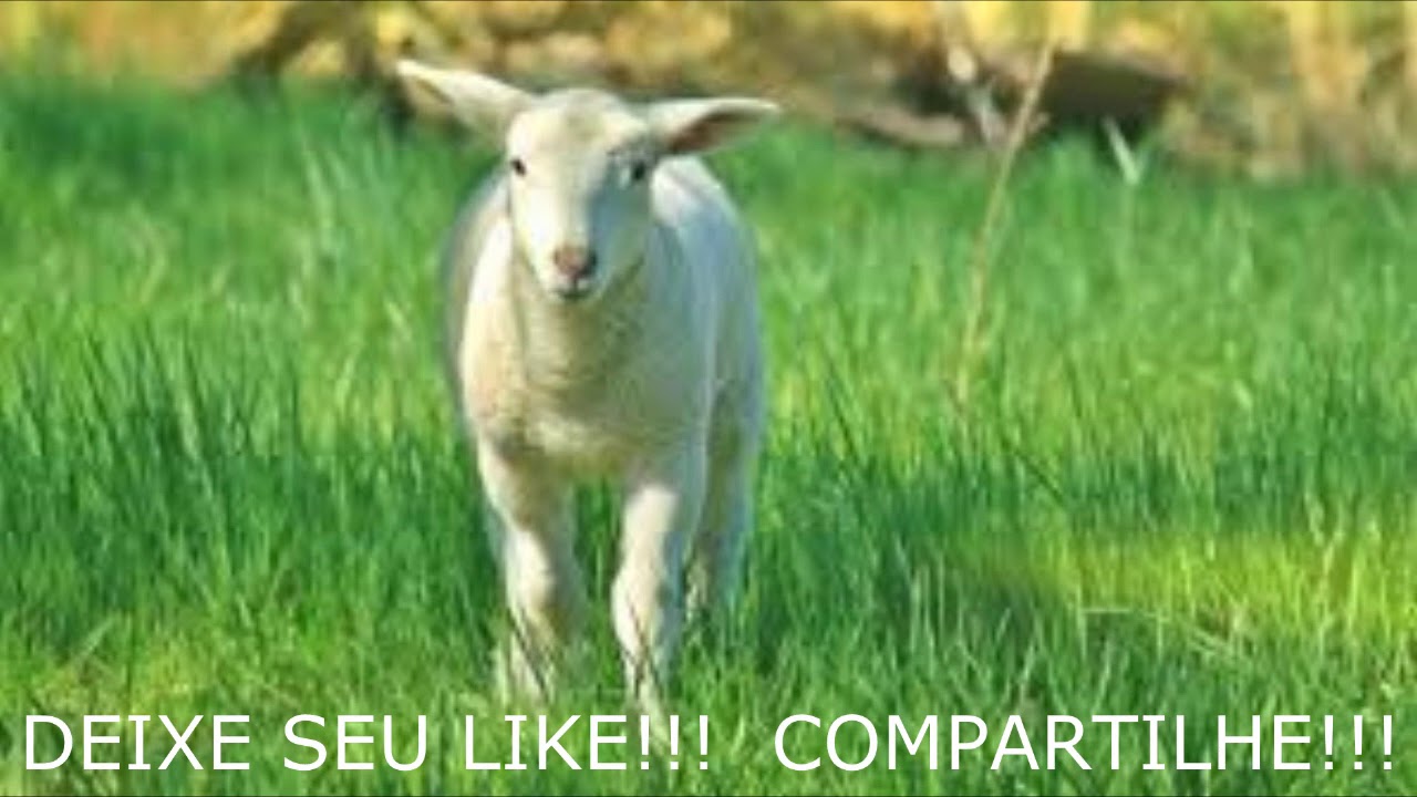 FICARA COMO UM CORDEIRO MANSO E DÓCIL