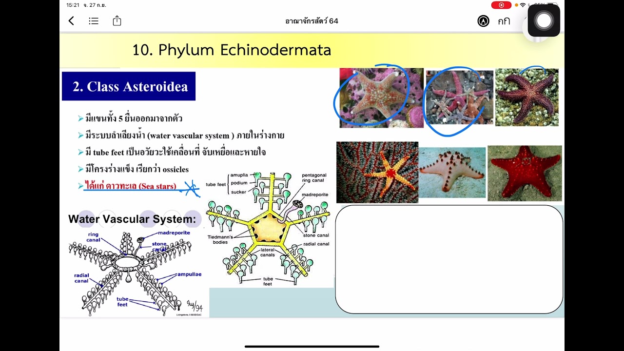 Phylum Echinodermata