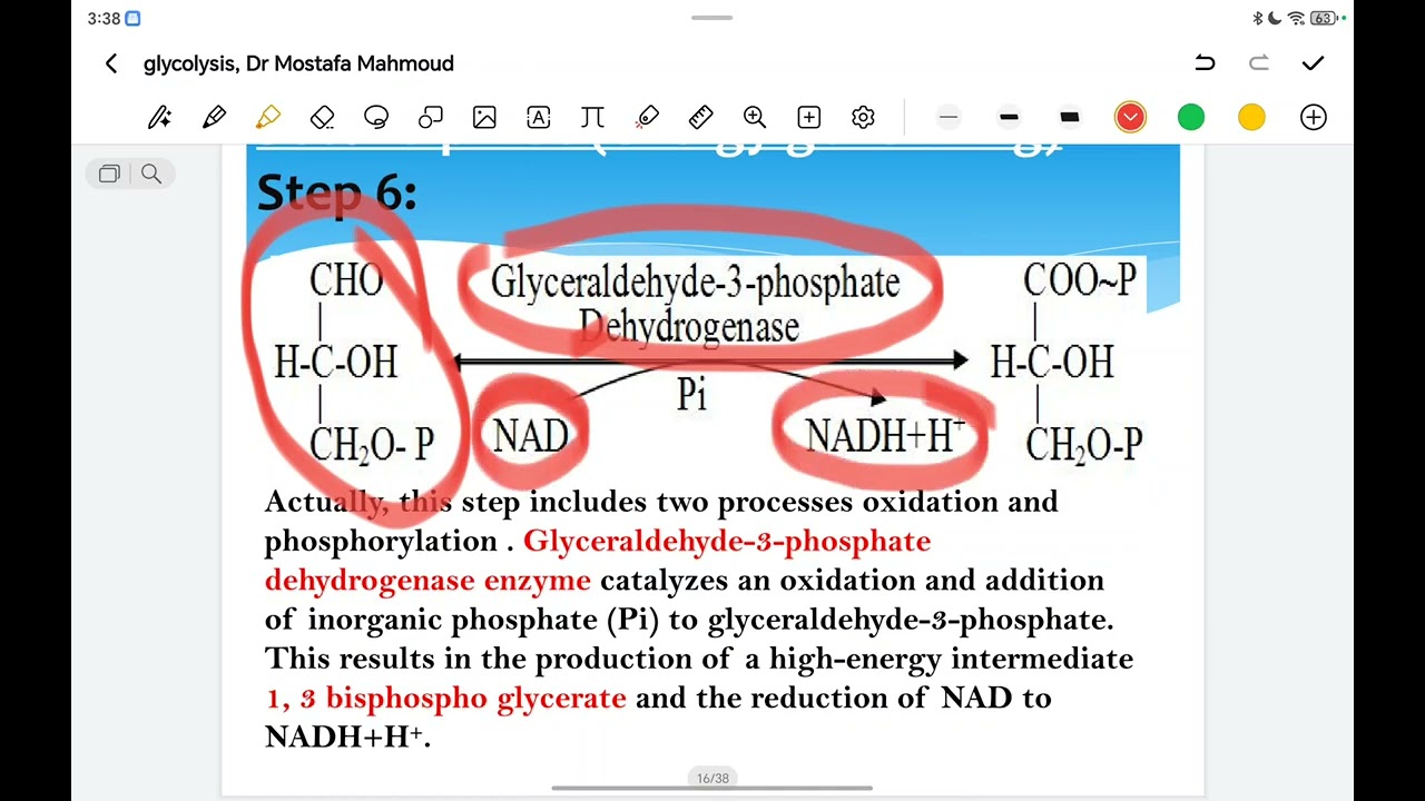 glycolysis!!!!!❤️
