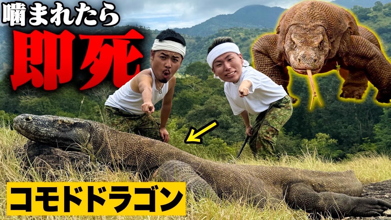 【噛まれたら即死】”禁断の島で「コモドドラゴン」に急接近したら大ピンチに…！？