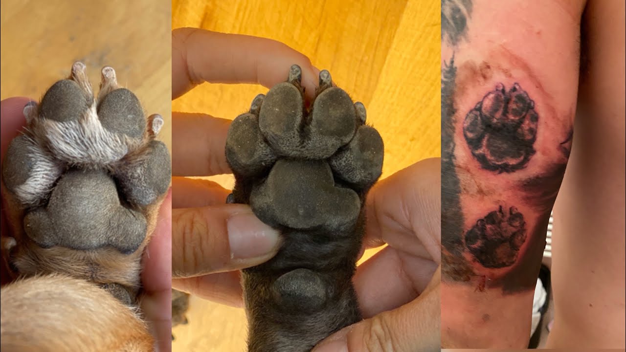 Tattooed My Dogs Paws