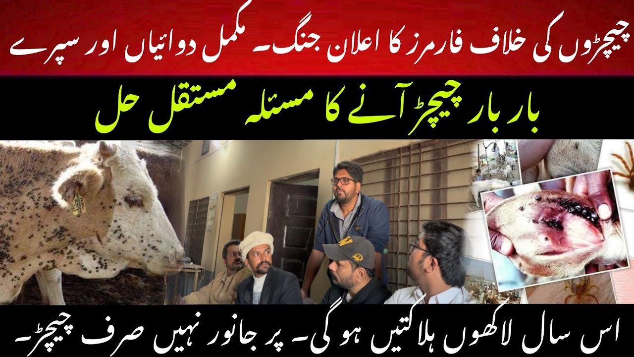 Millions loss from death of thousands of cows in pakistan II Ticks ka best solution II Manage ticks