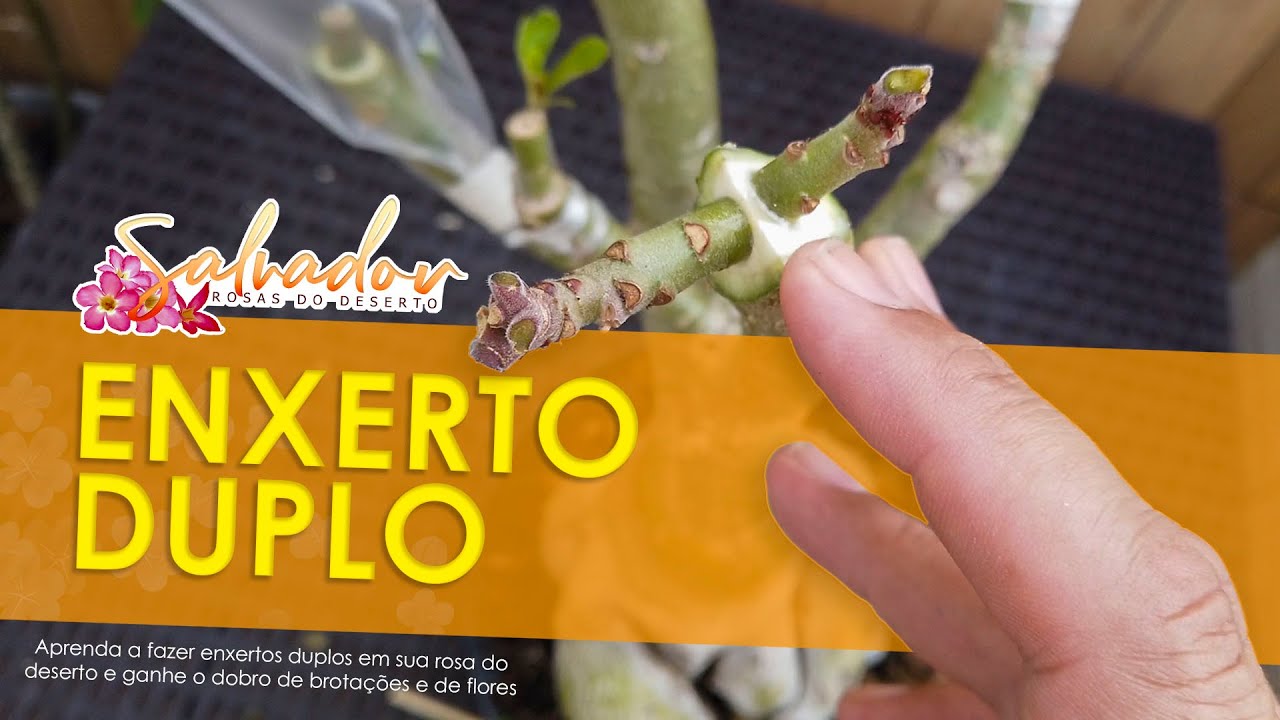 Aprenda a fazer enxertos duplos em sua rosa do deserto e ganhe o dobro de brotações e de flores