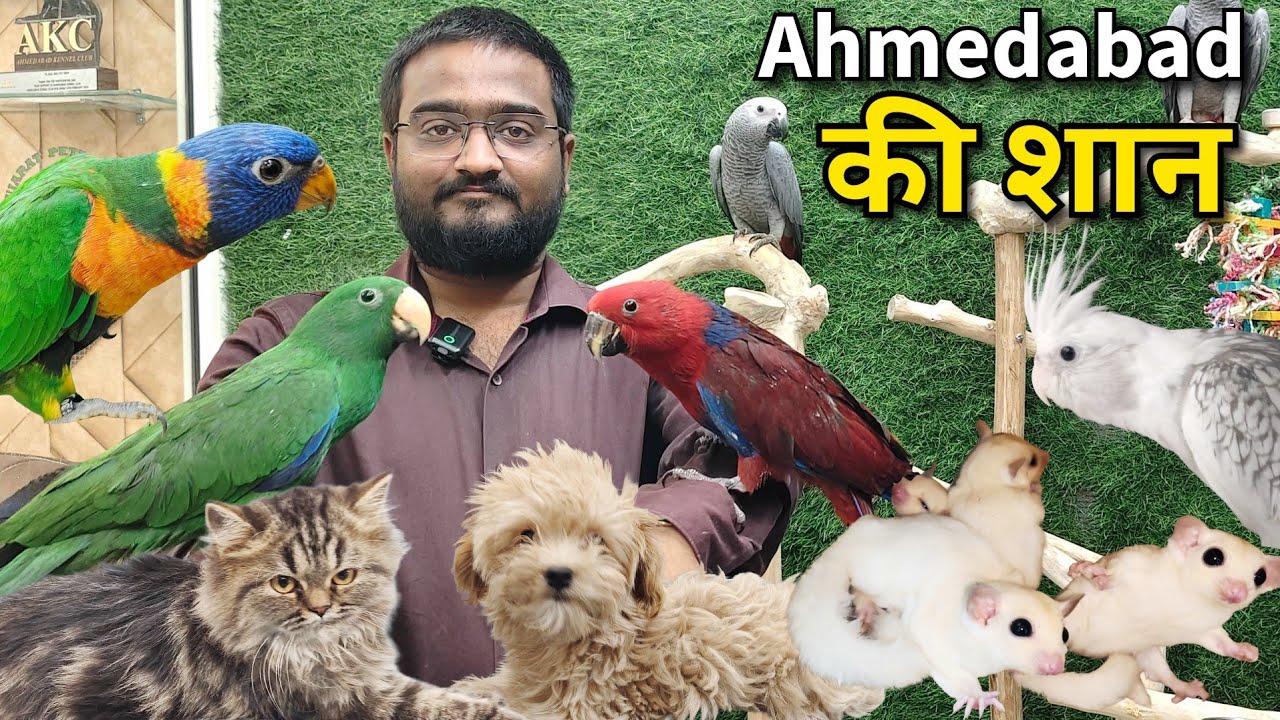 Best Pet Shop in Ahmedabad | Sugar Glider, Hamster, Birds, Cats and Dogs | Pet Guruji