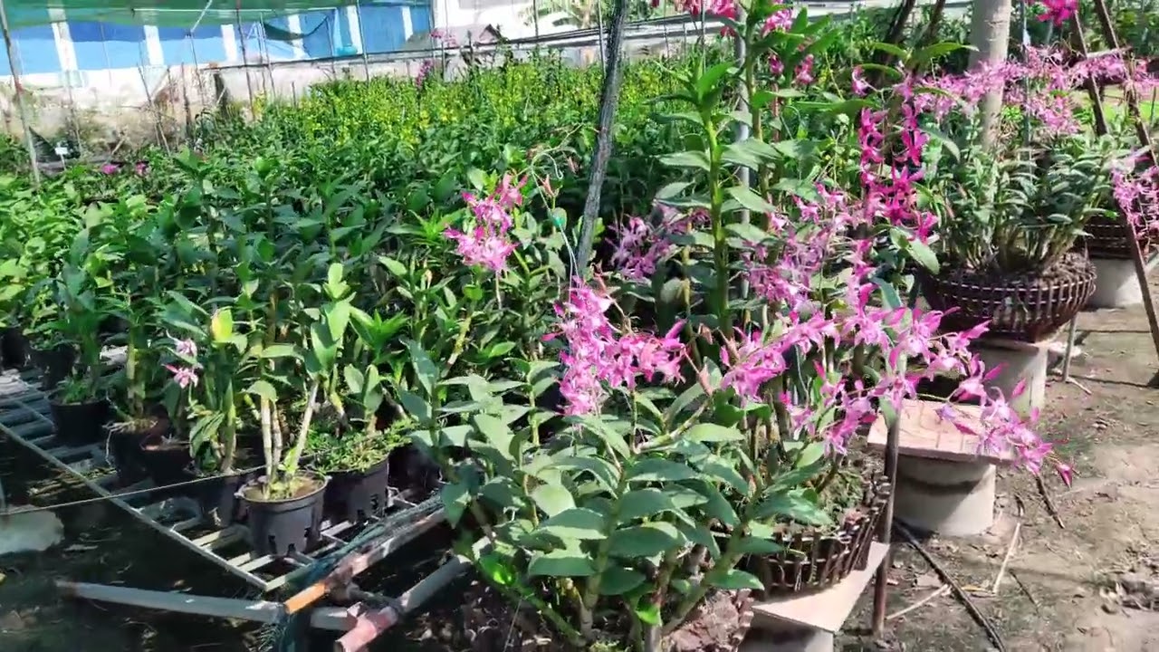 Dendro nắng giống cây cao to khủng long tại vườn lan Nghinh Phong.