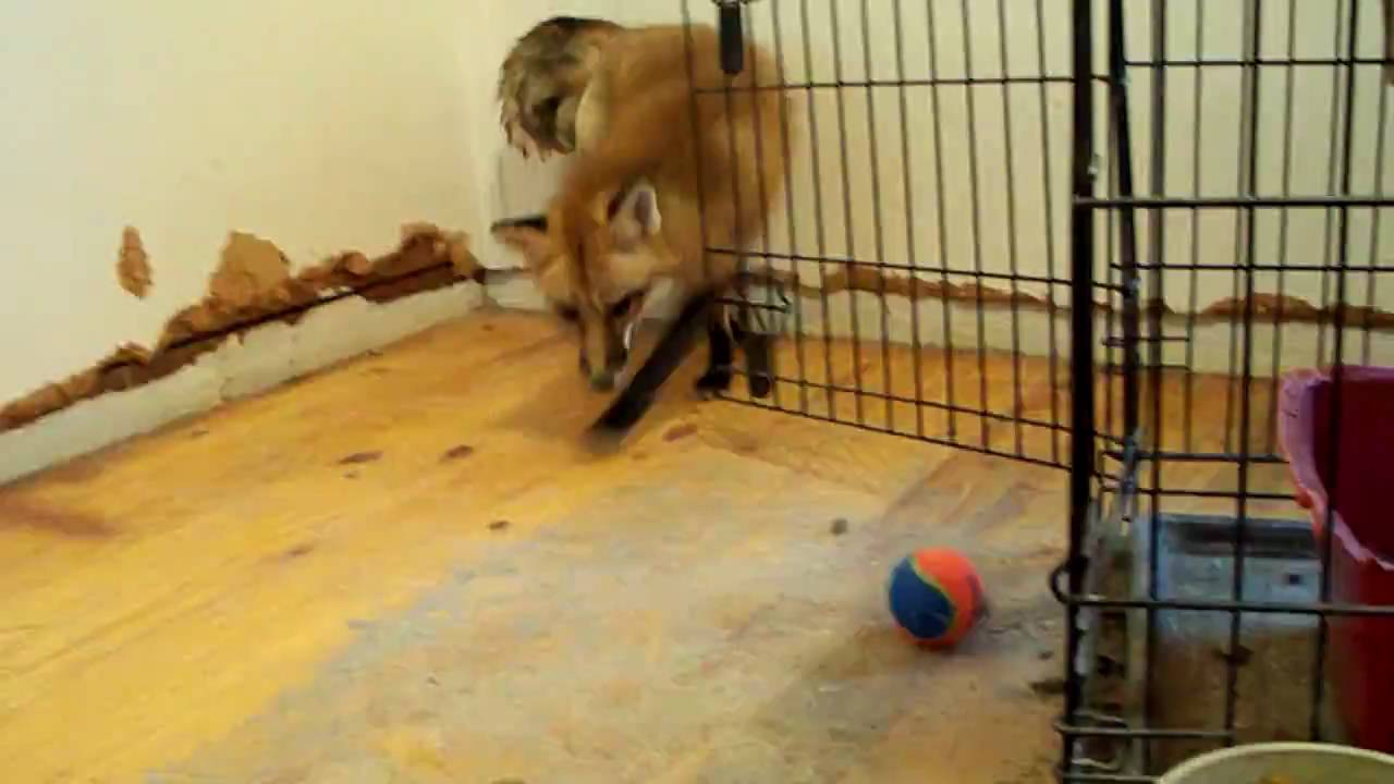 Ron 1 year old goes HD - tennis ball - pet red fox