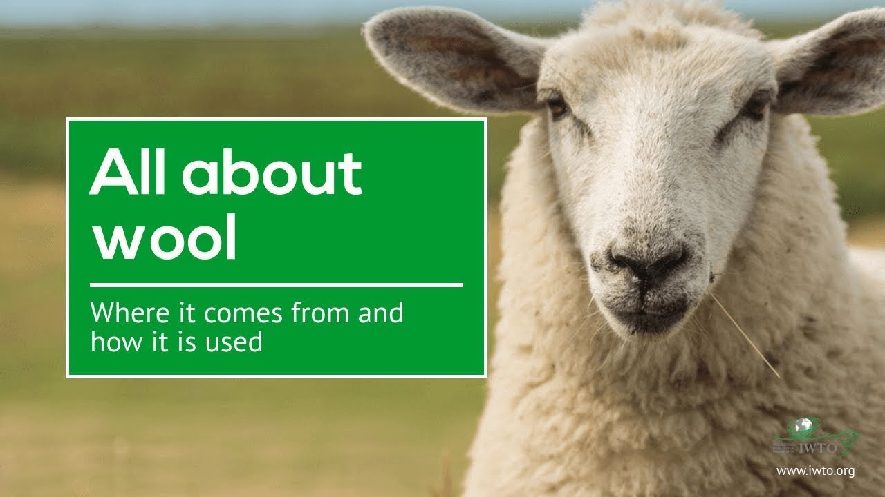 All about wool: where it comes from and how it is used