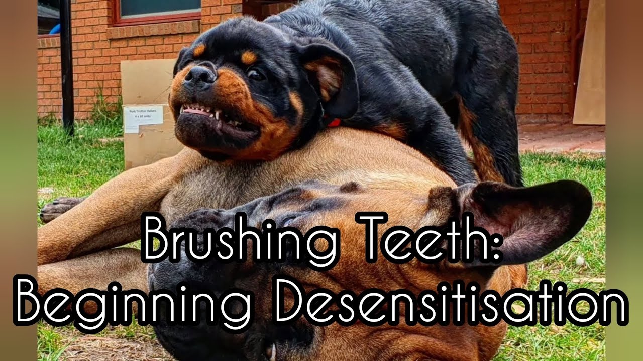 Brushing Dog Teeth: Beginning Desensitisation Games!