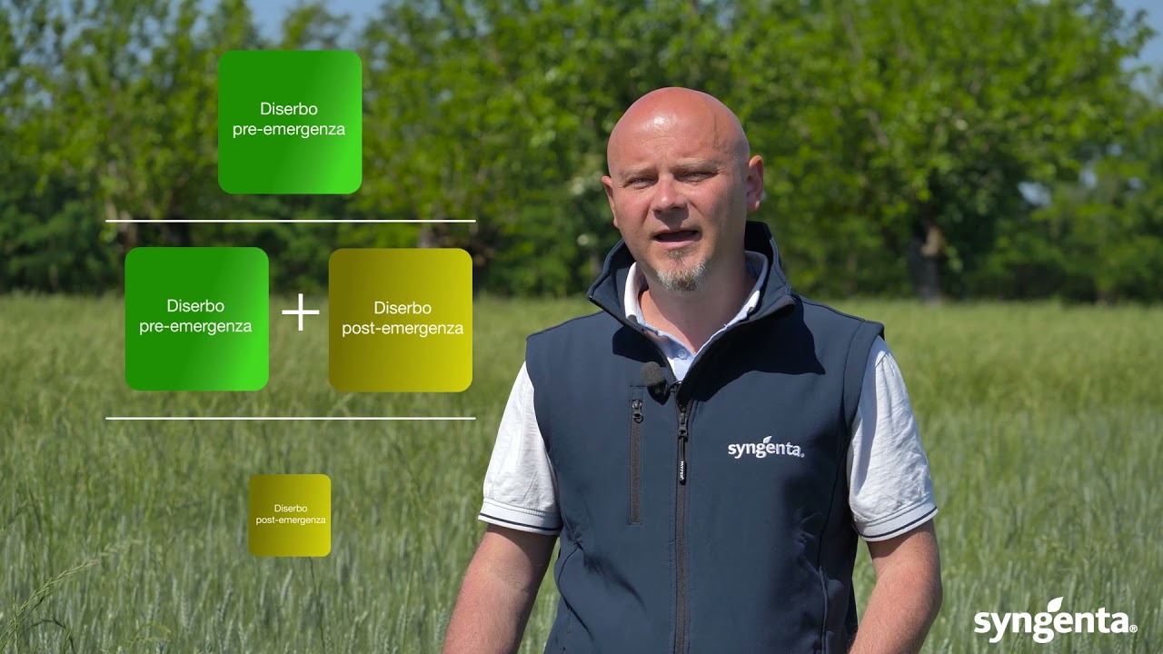 L’importanza delle pratiche agronomiche nel diserbo del grano