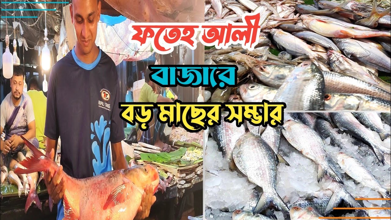 ফতেহ আলী বাজার বগুড়া | সব ধরনের মাছের সমারোহ |  fatah ali bazar bogura | biggest fish shop | 2024