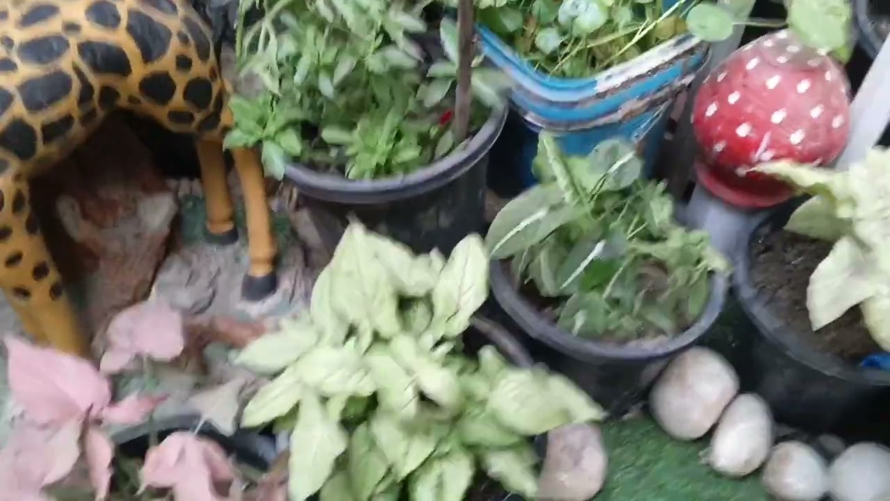 बदलते मौसम में अपने प्लांट्स को करे बूस्ट/Liquid Fertilizer for Boosting Plants#gardenplants #garden