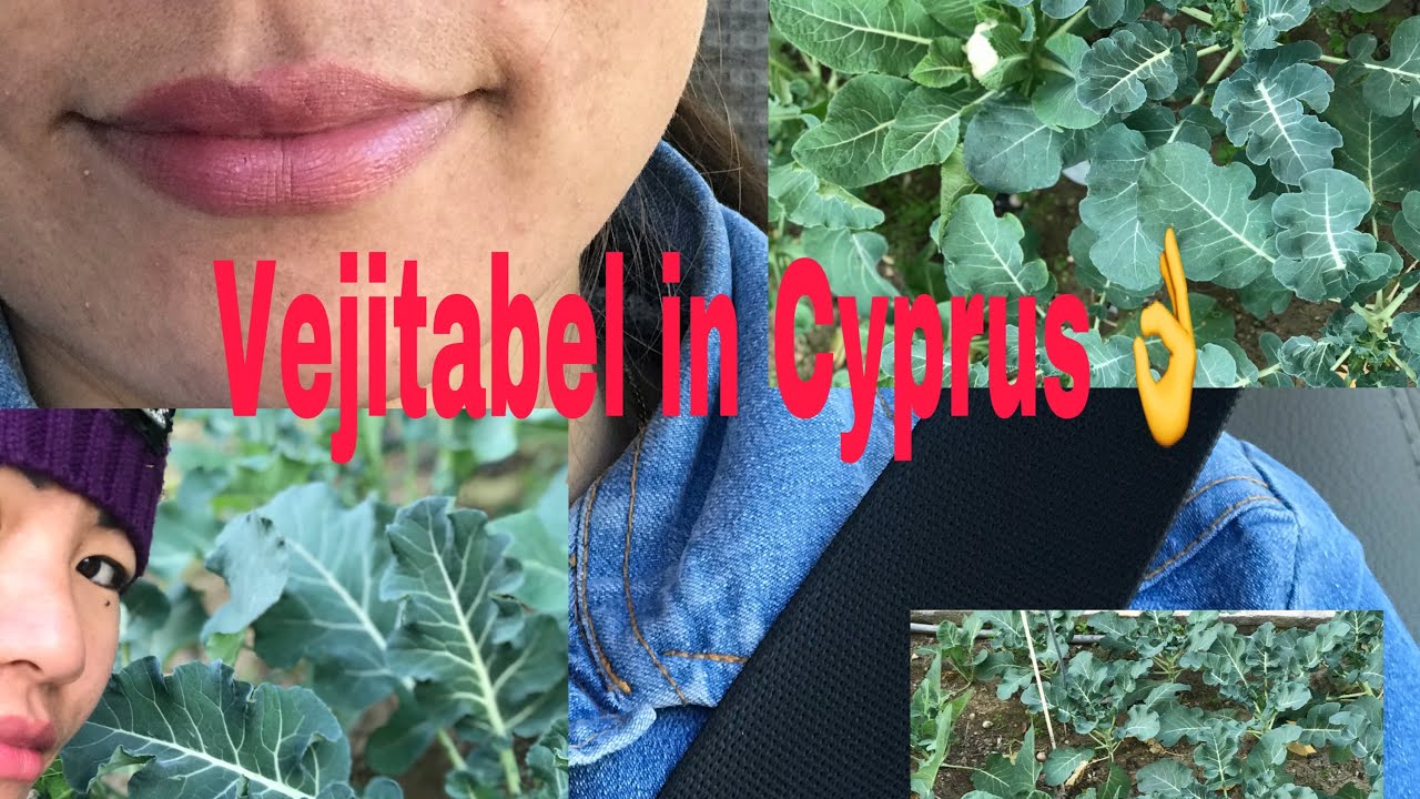 Vejitable farming in Cyprus 😻😻😻😻😻😹😹👉🏻👉🏻