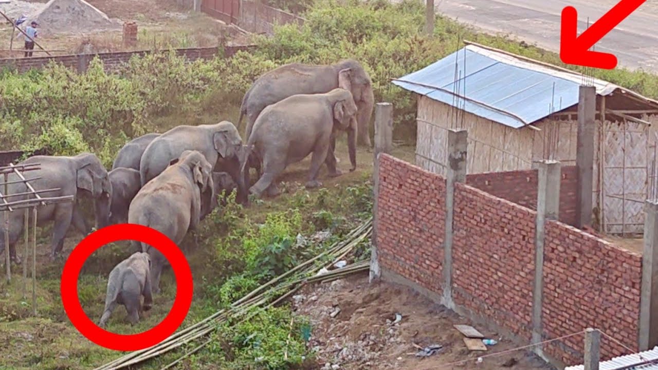 Epic Wild Elephant Crossing on NH 39 at Numaligarh Market |  Numaligarh Elephant Highway Crossing 