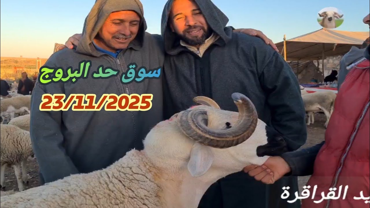 مباشرة من سوق حد البروج 23/11/2025 اقليم سطات مع ثمن 🐏🐑🇲🇦