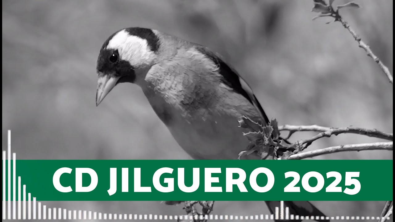 CD CANTO Jilguero para EDUCAR 🎶 Empezar a que CANTE tu JILGUERO en 2025