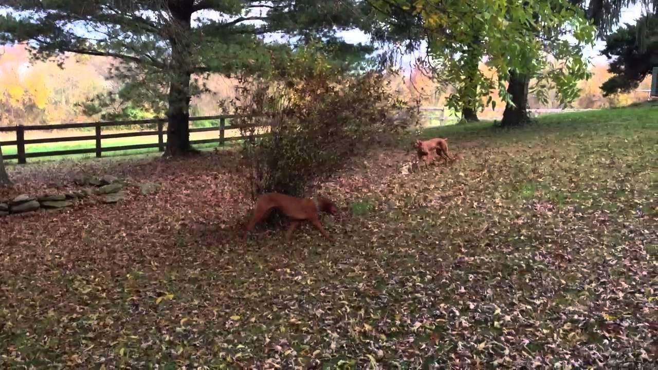 Vizsla Zoomies