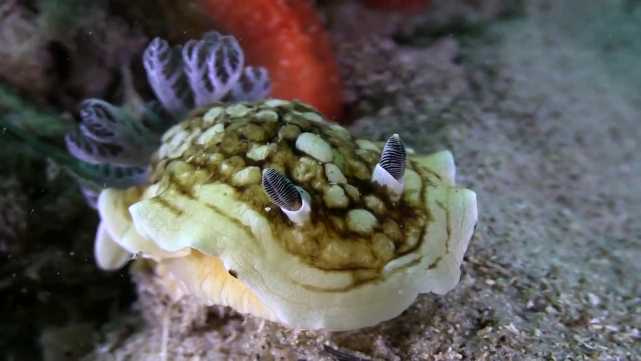 Nudi by Nature Nudibranch Diversity