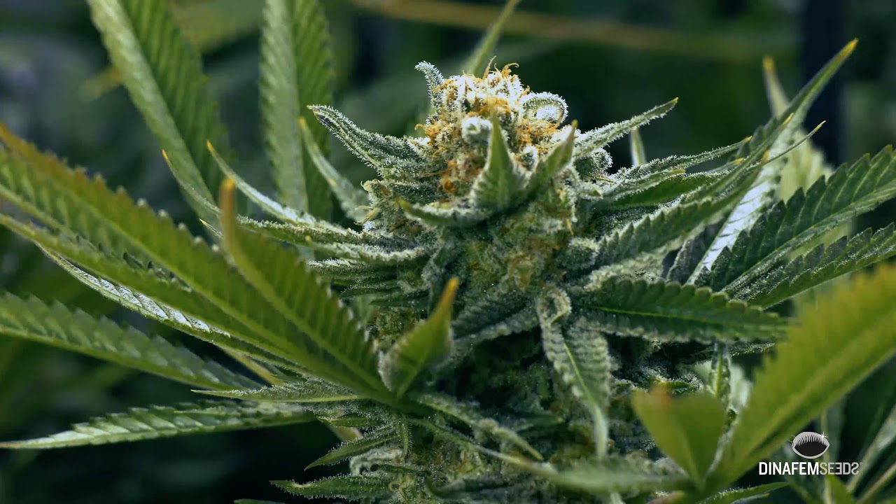 Vari&eacute;t&eacute; de cannabis f&eacute;minis&eacute;e Critical Jack