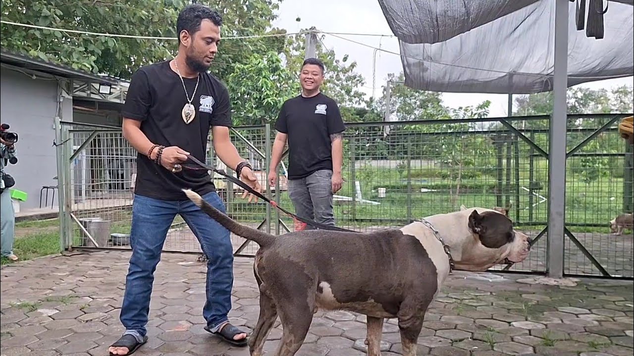 KANG PANJI MAU PELIHARA ANAK T-REX JAMBI SUPERBULL ‼️ PANJI PETUALANG JATUH CINTA SAMA BULLY XXL ‼️