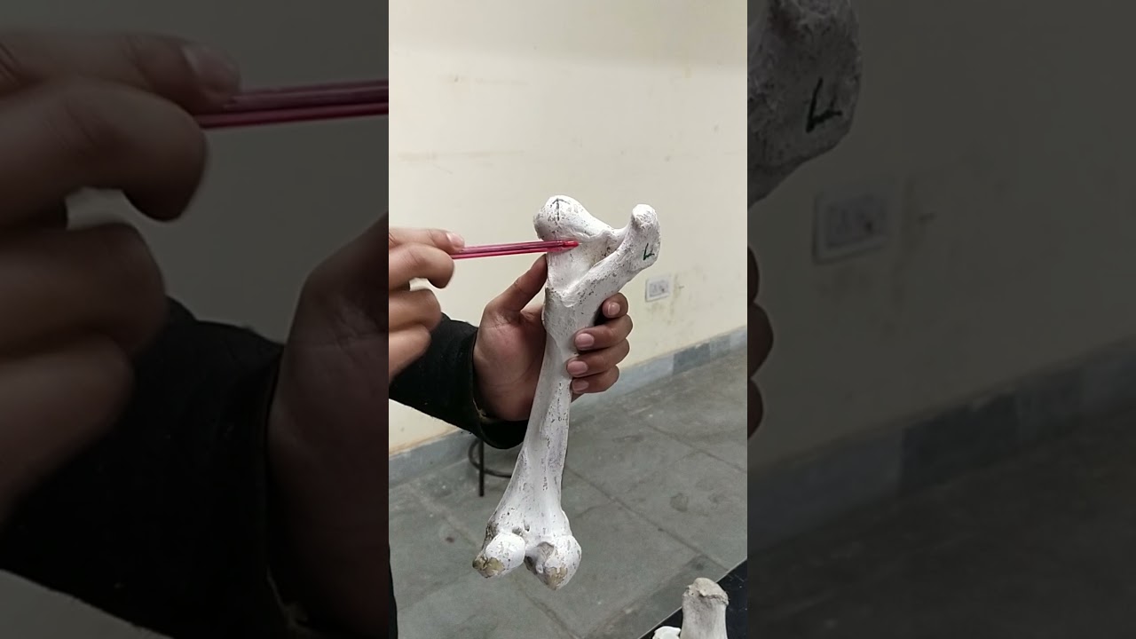 #Learn about Femur of Ox + Femur of horse#