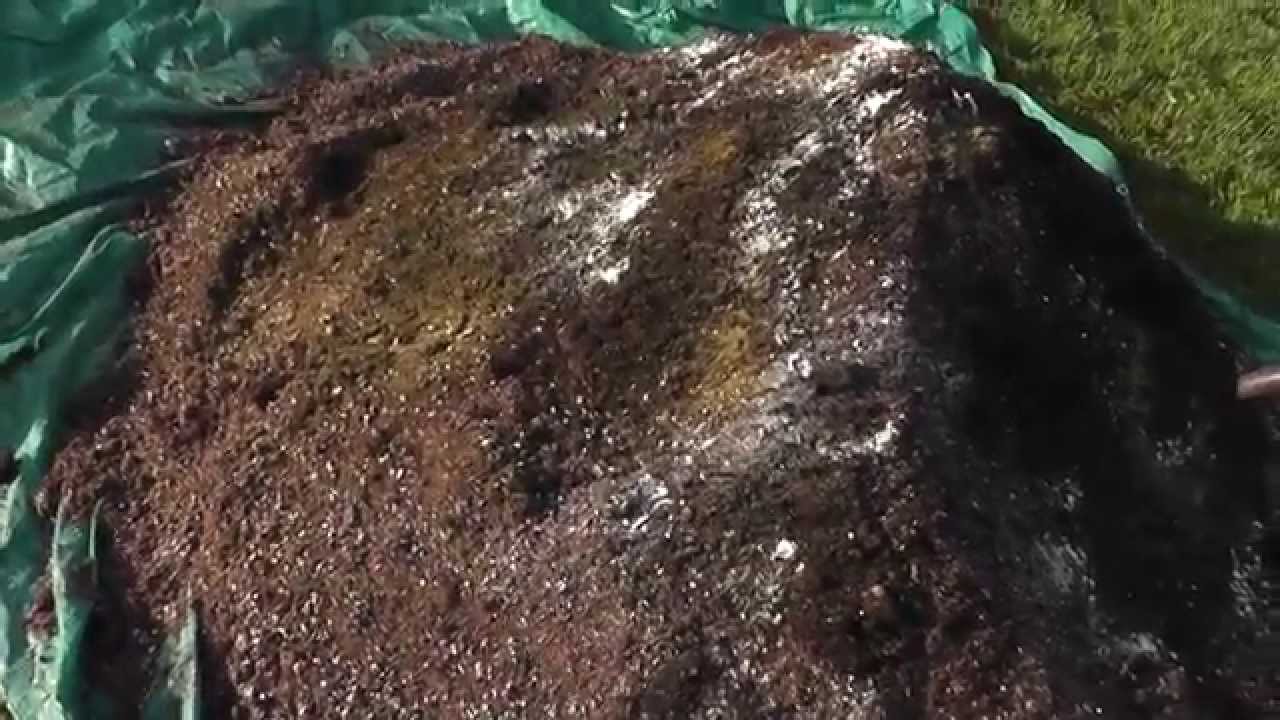 Outdoor Guerilla Grow 2013 - Part 2