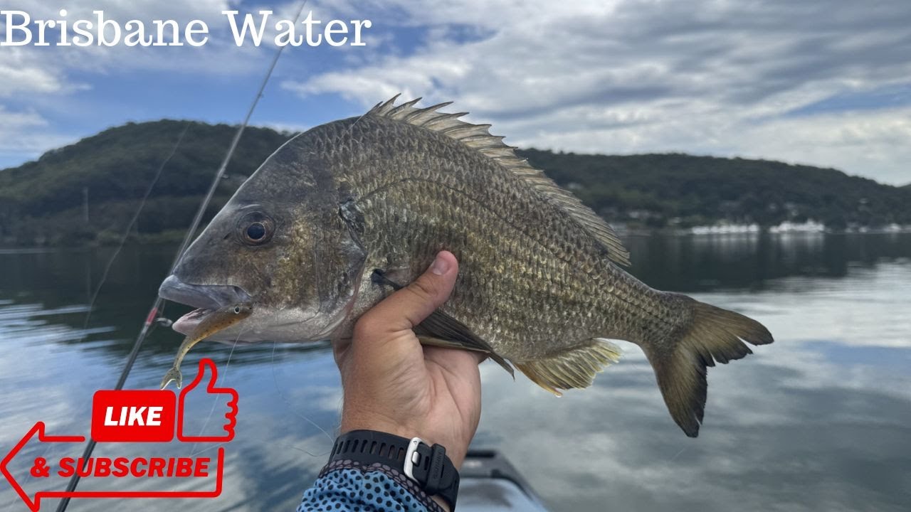Giant Bream on Brisbane Waters!