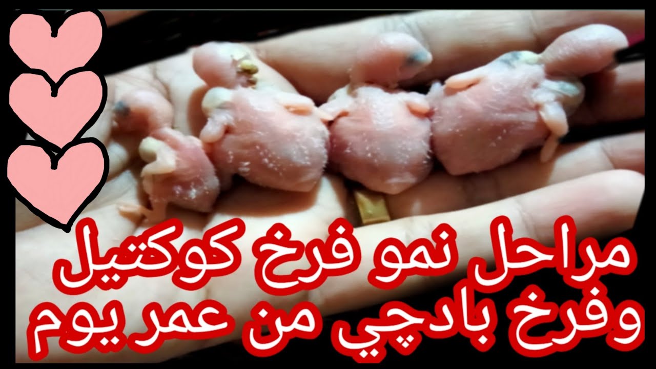 مراحل نمو طائر الكوكتيل والبادچي من عمر يوم