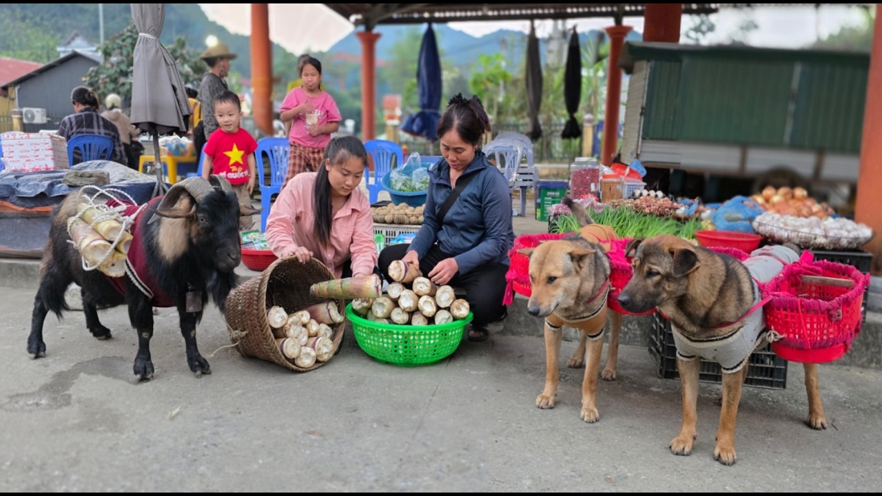 Selling wild bamboo shoots at a mountain market with dogs and goats - ha thi muon