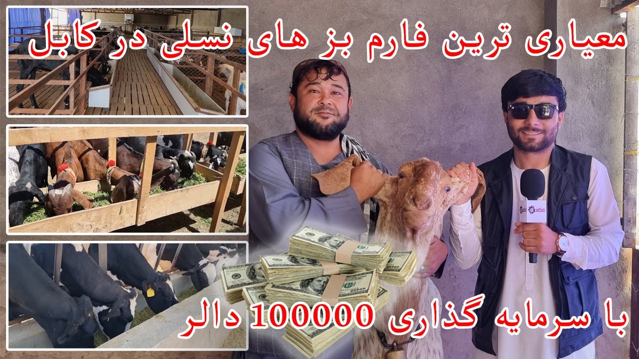 معیاری‌ترین فارم بزهای نسلی در افغانستان | پرورش بزهای اصیل | Goat Farm In Afghanistan