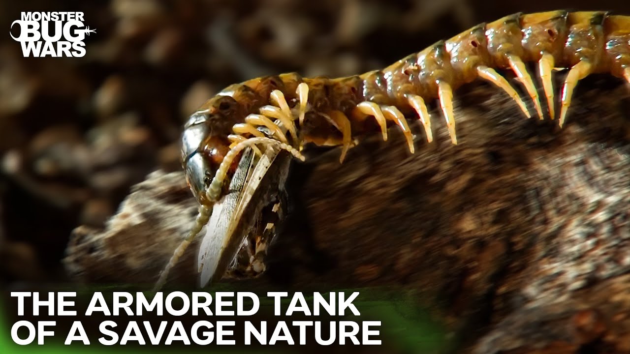 Venomous Juggernaut's Most DESTRUCTIVE Battles | Monster Bug Wars