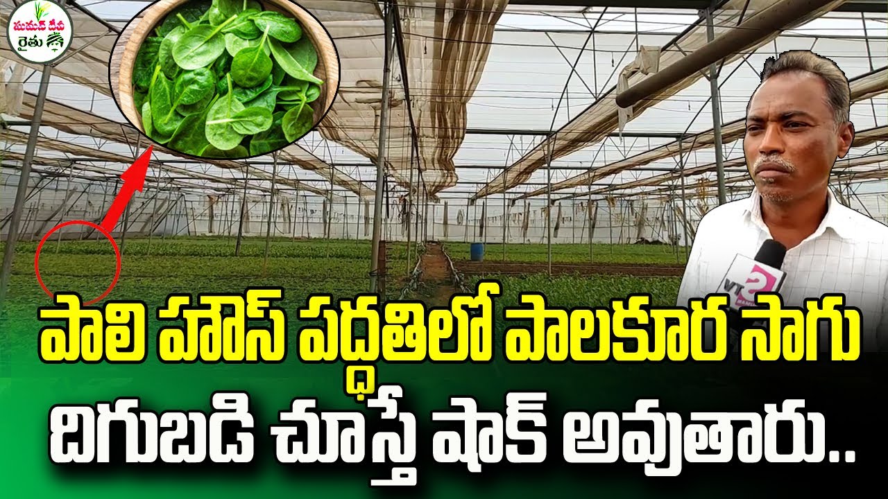 SPINACH CULTIVATION IN POLY HOUSE METHOD | SPINACH FARMING || SUMAN TV RYTHU