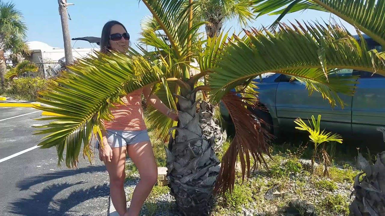 A Juvenile Bottle Palm - Hyophorbe lagenicaulis - Matlacha, Florida.