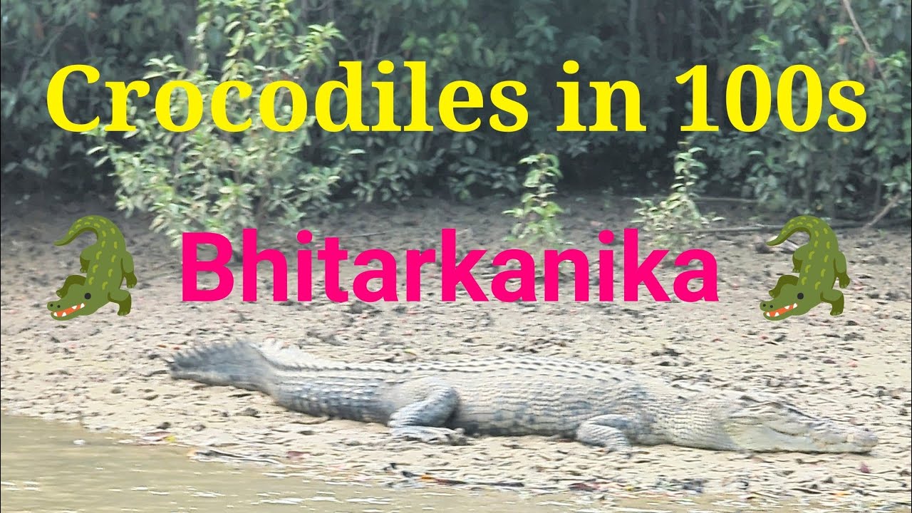Bhitarkanika Mangroves & Crocodiles #bhitarkanika #crocodiles #mangrove #forest #naturelovers