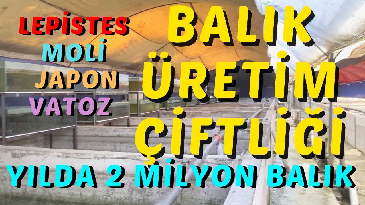 Akvaryum Balık Üretim Çiftliği | Lepistes | Moli Balığı | Vatoz Balığı | Japon Balığı Üretimi