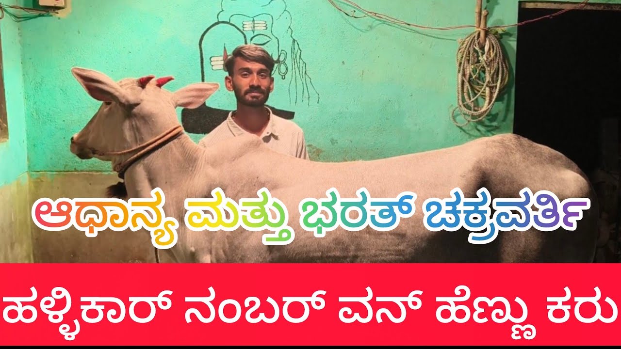 ಹಳ್ಳಿಕಾರ್ ನಂಬರ್ ಒನ್ ಹೆಣ್ಣು ಕರುಆಧಾನ್ಯJanuary 9, 2026