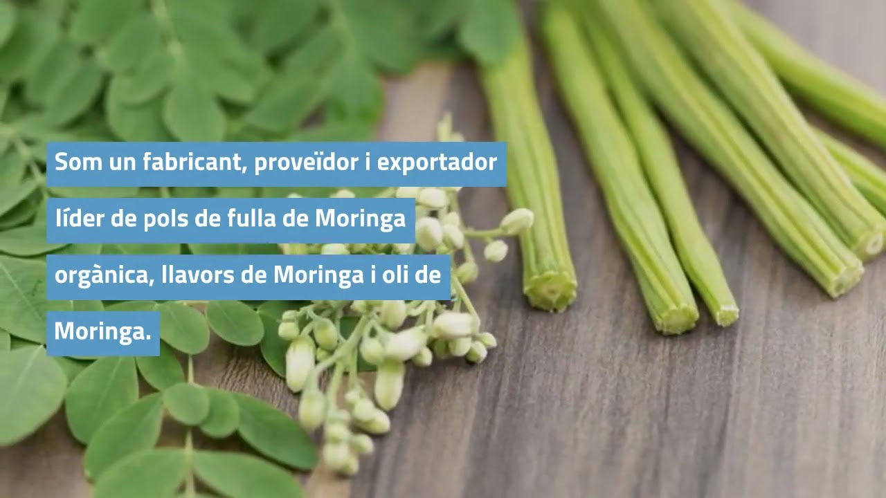 Moringa Fabricant d'etiqueta privada RAW Moringa Exportador Prove&iuml;dor Venda a l'engr&ograve;s+6287758016000