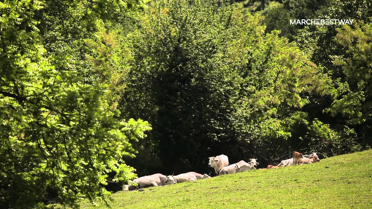 SEFRO, il paese delle trote