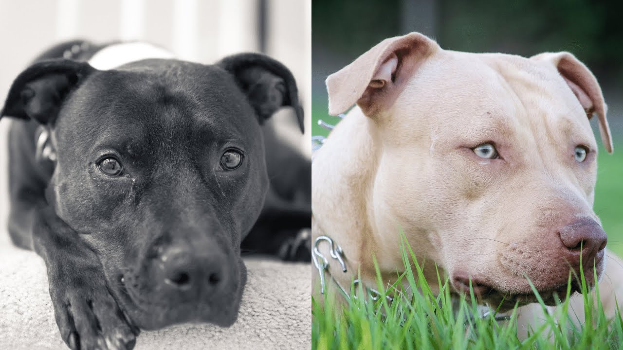Pitbulls Being Wholesome EP.44 | Funny and Cute Pitbull Compilation